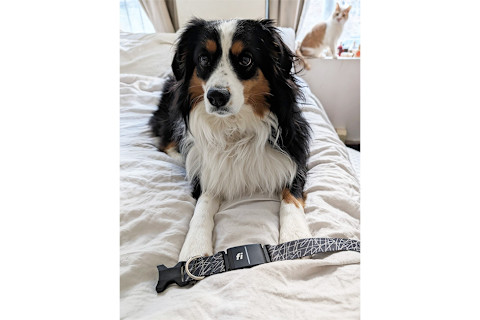 dog sitting on bed with smart collar in front of her