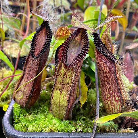 Nepethes hamata in greenhouse Nepethes hamata in greenhouse