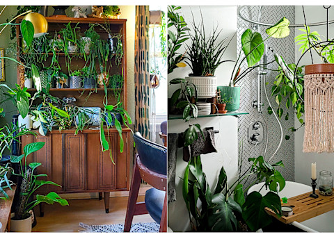 Living room and bathroom filled with green hanging and potted house plants