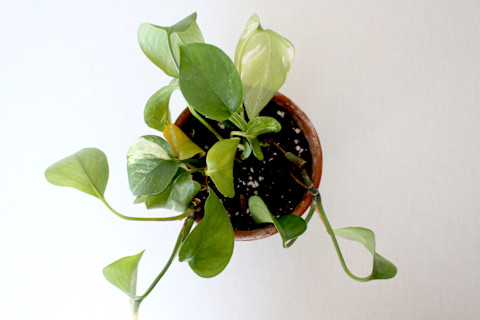 pothos plant from above pothos plant from above