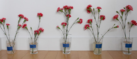 five flower vases in a row five flower vases in a row