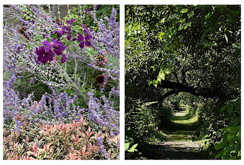 photograph of flower next to photograph of forest trail photograph of flower next to photograph of forest trail