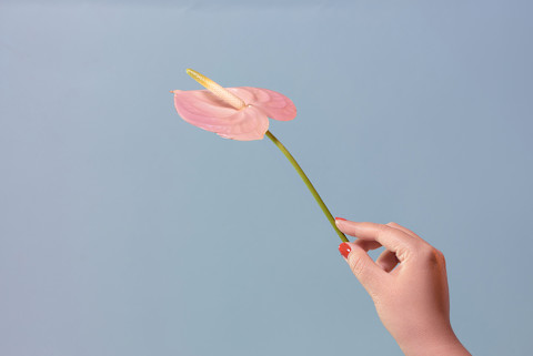 Image of a person holding a flower. Image of a person holding a flower.