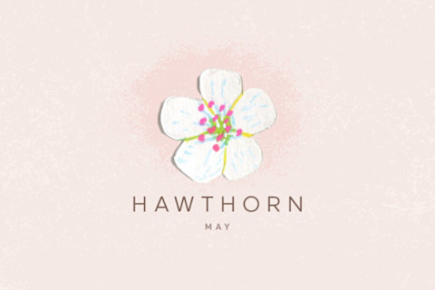 hawthorn flower illustration hawthorn flower illustration