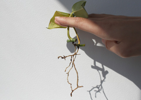 pothos roots growing pothos roots growing