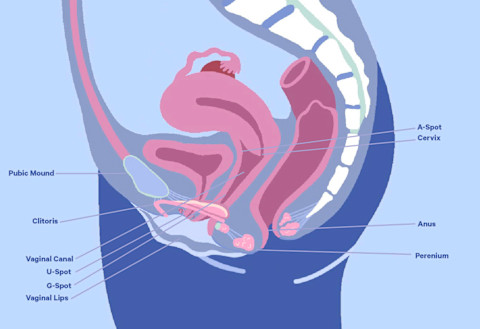 A diagram of the vaginal anatomy and internal reproductive system. A diagram of the vaginal anatomy and internal reproductive system.