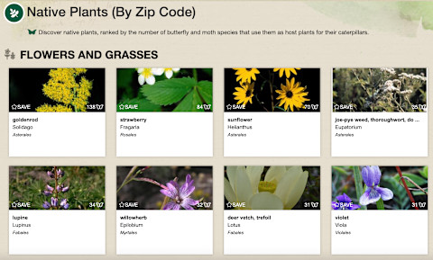 Screengrab of Native Plant Finder's results for a New York area code Screengrab of Native Plant Finder's results for a New York area code