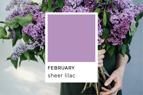 Pantone Sheer Lilac Pantone Sheer Lilac