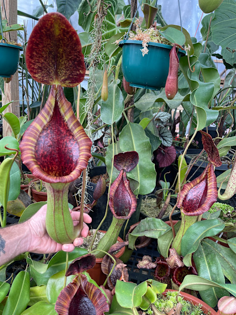 Nepenthes lowii x Truncata ‘Giant’ in greenhouse Nepenthes lowii x Truncata ‘Giant’ in greenhouse
