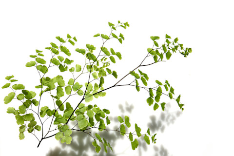 delicate maidenhair fern leaf in front of white background delicate maidenhair fern leaf in front of white background