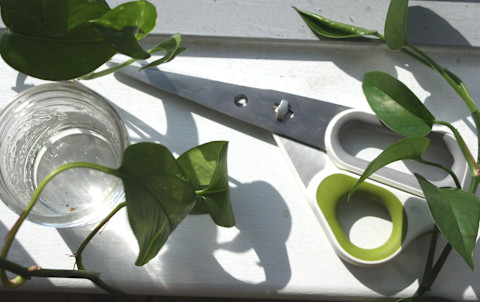 scissors, water glass, plant scissors, water glass, plant