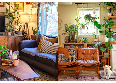 living room with a walnut table and plants, brown leather chairs and three dogs sitting.