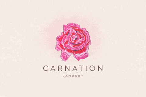 carnation flower illustration carnation flower illustration