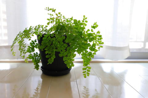 maidenhair fern on table in front of window maidenhair fern on table in front of window