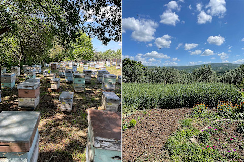 Beekeeping in Turkey Beekeeping in Turkey