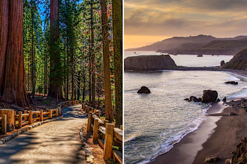 Redwood Forests / Sanoma Coastline 