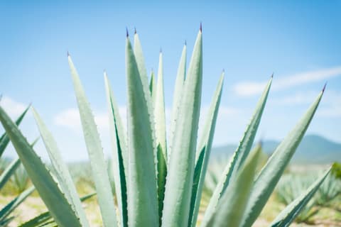 The Hidden Healing Properties Of Succulents - 3