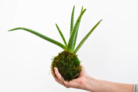 kokedama plant moss ball