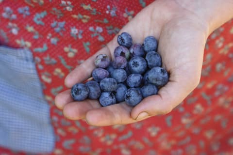 Family Grows 6000 Pounds Of Food A Year In Their Yard - 92