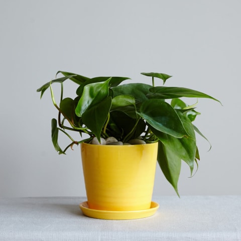 Philodendron plant in yellow planter