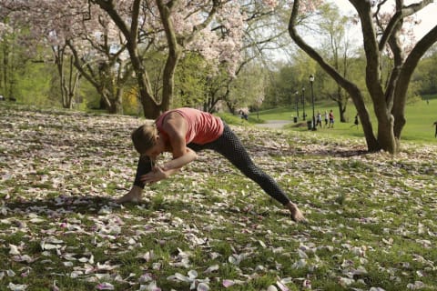 Woman training yoga in a park, cherry blossoms on background, May