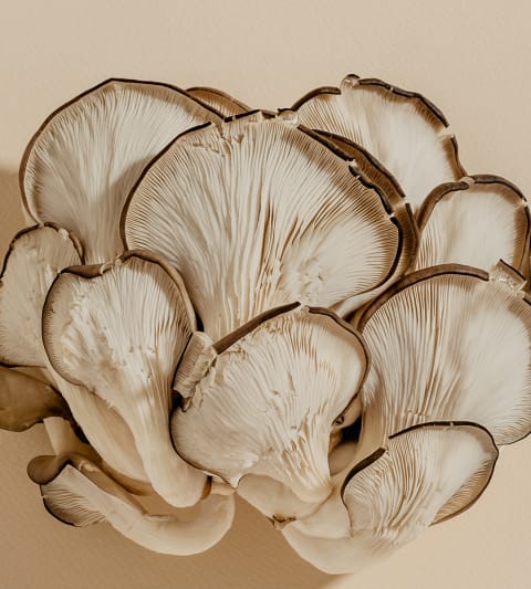 Oyster Mushroom