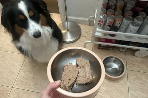 ollie fresh pet food in bowl held by tester to dog sitting on kitchen floor