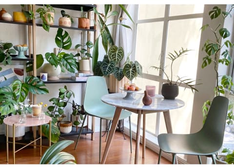 small dining room table with two green chairs surrounded by plants