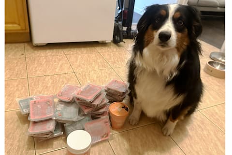 Ollie frozen pet food on ground out of box next to dog sitting on kitchen floor