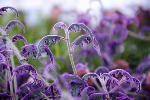 purple passion plant in field