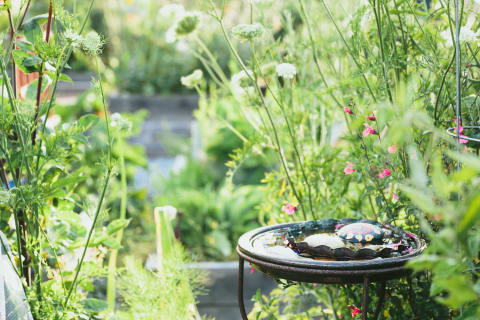 water feature in lush garden