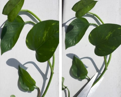 pothos stem being cut