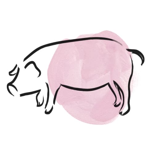 pig