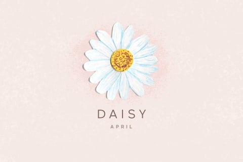 illustration of daisy flower