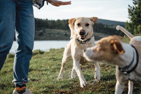 Even Your Dog Thinks Seasonal Allergies Are The Worst  Here s How To Help - 21