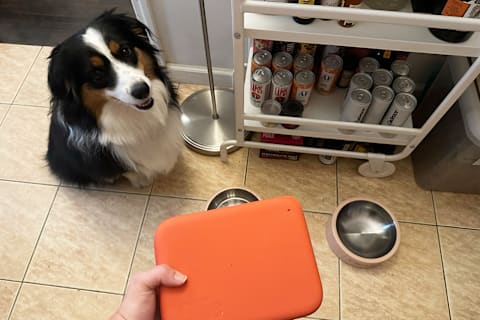 dog sitting on ground with tester holding red box with ollie fresh pet food