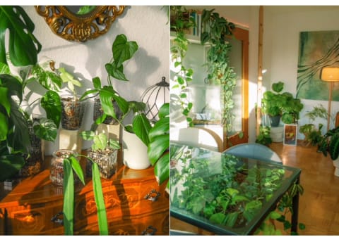 glass dining table filled with plants