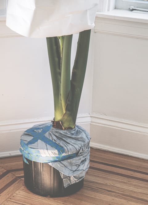 plant with its pot covered with wrapping so it doesn't get damaged in a move