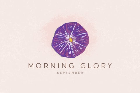morning glory flower illustration