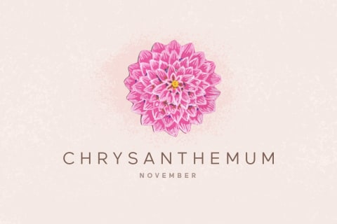 chrysanthemum illustration