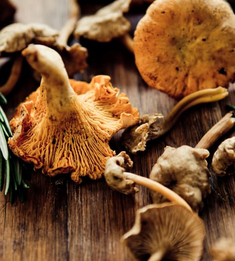 Chanterelle Mushroom