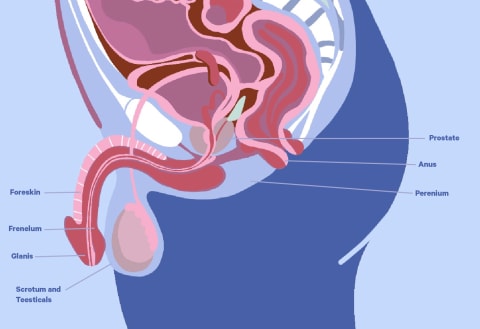 A diagram of the penis and internal anatomy.