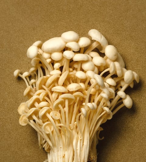 Enoki Mushroom