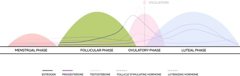 menstrual cycle hormone chart