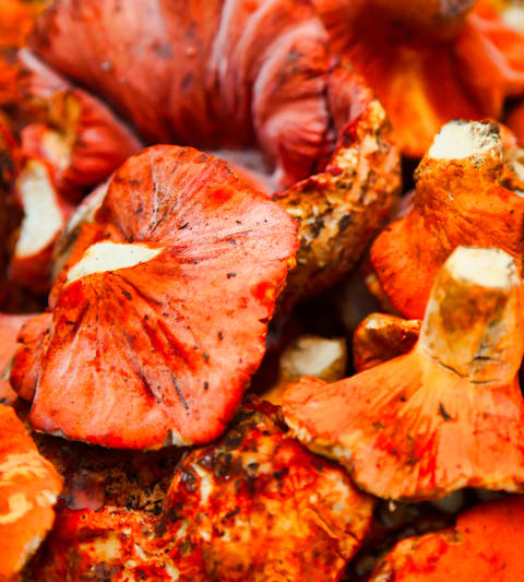 Lobster Mushroom