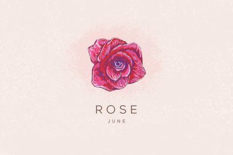 rose flower illustration