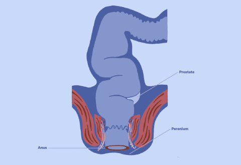 A diagram of the rectum and anus. A diagram of the rectum and anus.