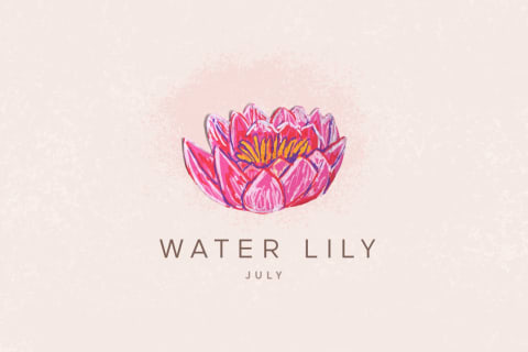 water lily illustration