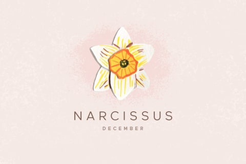 narcissus flower illustration