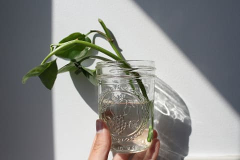 pothos plant in water